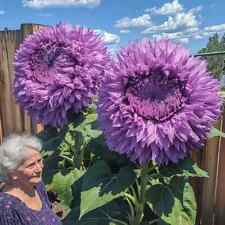 50pcs rare purple for sale  Staten Island
