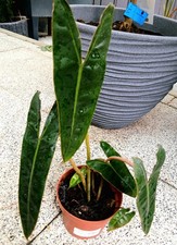 Philodendron billietiae pflanz gebraucht kaufen  Mutlangen