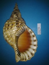 Charonia tritonis coquillage d'occasion  Conty