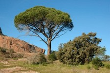 Aleppo mediteranian pine for sale  Carriere