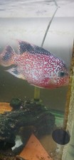 Flowerhorn female for sale  Lockport