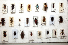 Insekten käfersammlung arten gebraucht kaufen  Pliezhausen