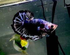 Pez betta gigante for sale  Fort Lauderdale