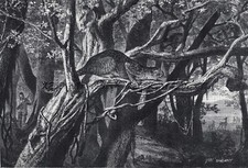 Impressão e artigo antigos de gravura grande da década de 1870 caça de leopardo indiano na Índia comprar usado  Enviando para Brazil