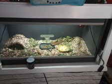 Medium vivarium dark for sale  DONCASTER