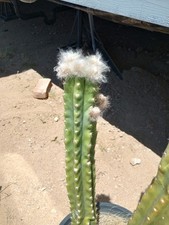 Panchanoi cactus cuttings for sale  Hesperia