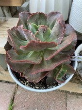Echeveria succulent plant for sale  Norwalk