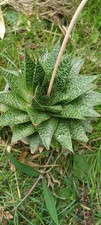Large aloe gasteria for sale  EGHAM