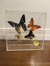 Madagascan sunset moths for sale  Hauppauge