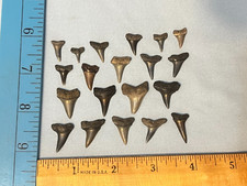 Mako shark teeth for sale  Chesapeake Beach