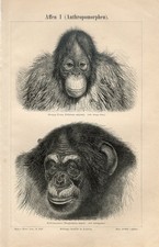 1887 CABEÇAS DE ORANGOTANGO E CHIMPANZÉ MACACOS MACACOS Impressão Gravura Antiga comprar usado  Enviando para Brazil