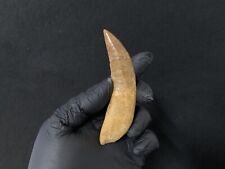 Dent fossile dinosaure d'occasion  Aiglun