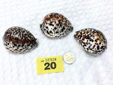 Cypraea tigris schilderiana for sale  Ireland