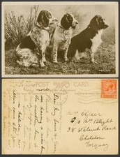 Dogs puppies sporting for sale  UK