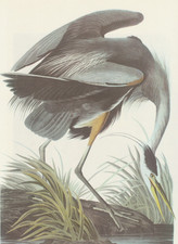 Audubon art print for sale  Medina