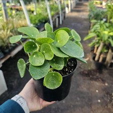 6in pot pilea for sale  West Covina