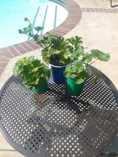 pink geranium potted for sale pink geranium potted for sale Glendale