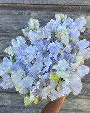 Sweet pea cilla for sale  RUISLIP