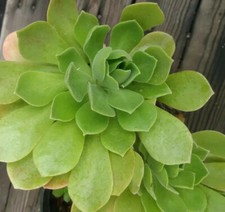 Aeonium arboreum fresh for sale  Murrieta