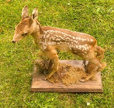 Antique vintage taxidermy for sale  ENNISKILLEN