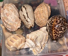 Vintage shells private for sale  Broadway