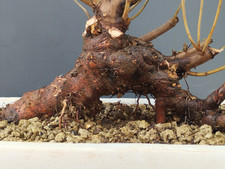 Bonsai olmo campestre usato  Pagani