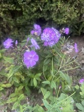 Bare root phlox for sale  OTLEY