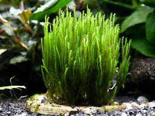 Fissidens bucephalandra aquari gebraucht kaufen  Suderburg