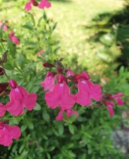 Salvia naturally fuchsia for sale  BELLSHILL