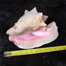 Large conch natural for sale  Inkster
