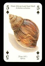 giant land snails for sale giant land snails for sale EASTBOURNE