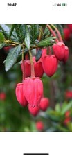 Crinodendron hookerianum plant for sale  CRAIGAVON