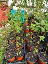 Rooted pussy willow for sale  Irwin