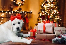 Labrador femmina colore usato  Sonnino