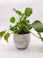 Pilea peperomioides zimmerpfla gebraucht kaufen  Köln