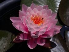 Nymphaea peter slocum usato  Italia