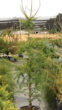 Larix laricina michigan d'occasion  Expédié en Belgium