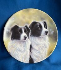 Border collie girl for sale  RUGELEY