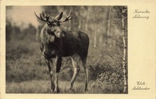 Kurische nehrung rossitten gebraucht kaufen  Lengenfeld
