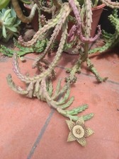 Pianta vaso stapelia usato  Barcellona Pozzo di Gotto
