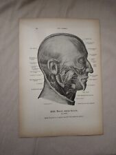 Stampa anatomica vintage usato  San Martino Dall Argine