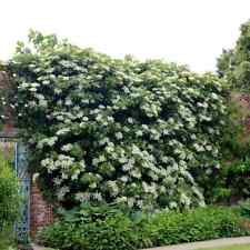 Hydrangea petiolaris climbing for sale  NORTHWICH