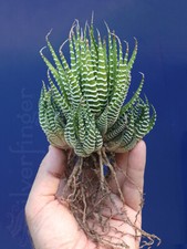 Haworthiopsis attenuata zebra for sale  Santa Monica