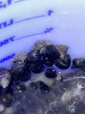 Nassarius saltwater snails for sale  Winter Haven