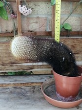 Mammillaria cactus old for sale  TONBRIDGE