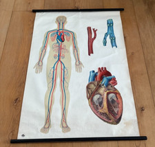 Vintage large anatomical for sale  SOUTHSEA
