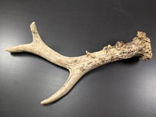 Kapitales rehgeweih abwurfstan gebraucht kaufen  Langenberg