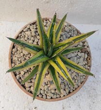 agave usato agave usato  Lecce