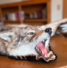 Coyote real fur for sale  West Dover