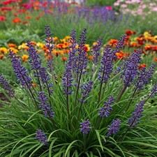 Liriope muscari plants for sale  Omaha
